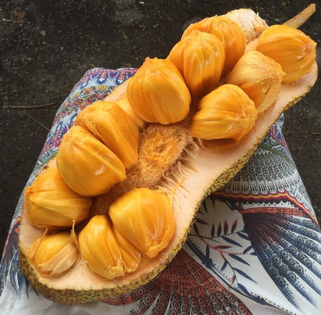 Keunggulan Buah Cempedak bagi Berat Badan Ideal